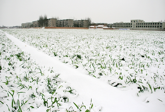 雪后随拍