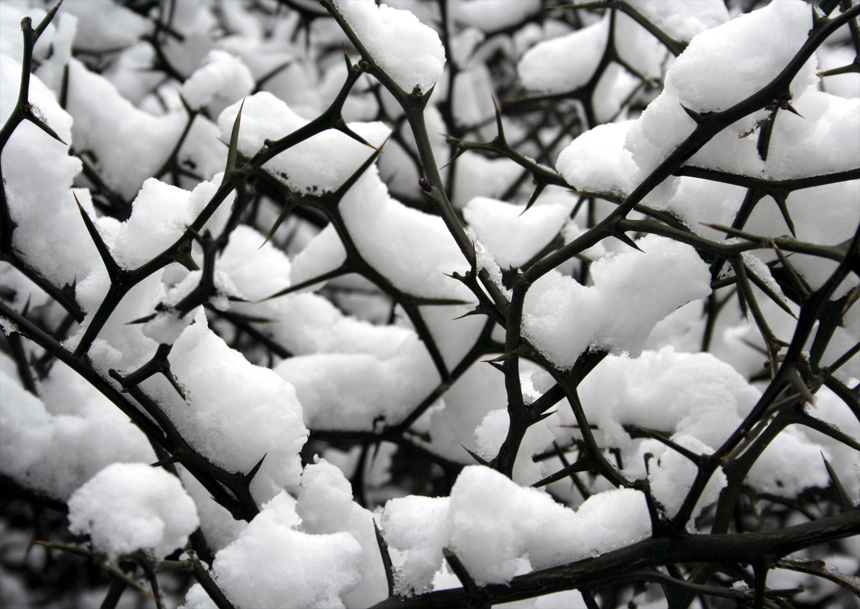 雪韵