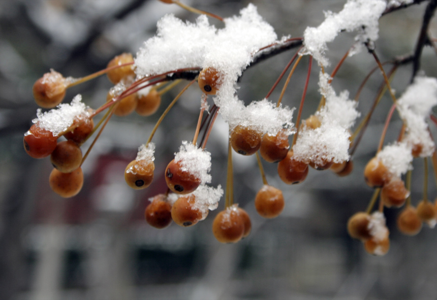 雪韵
