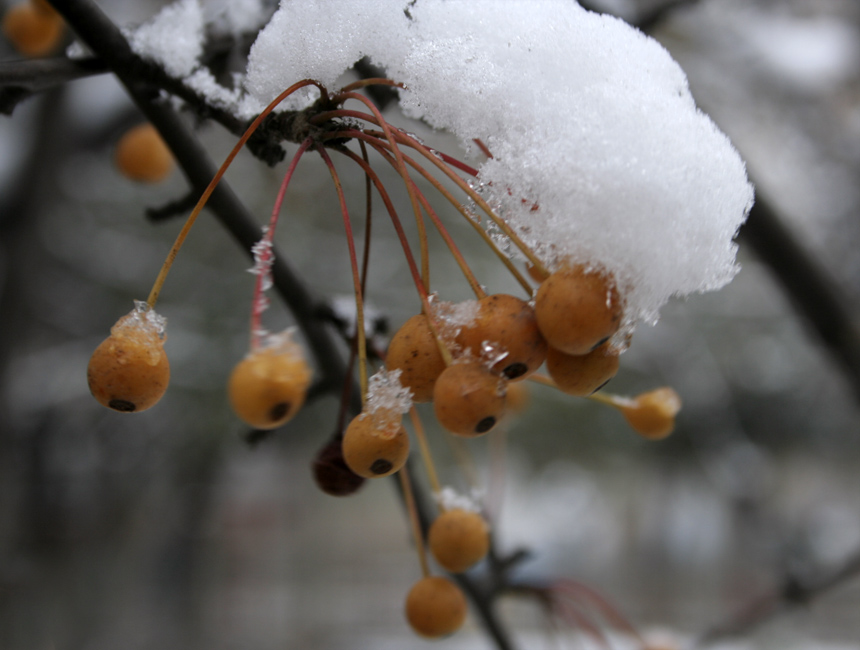 雪韵