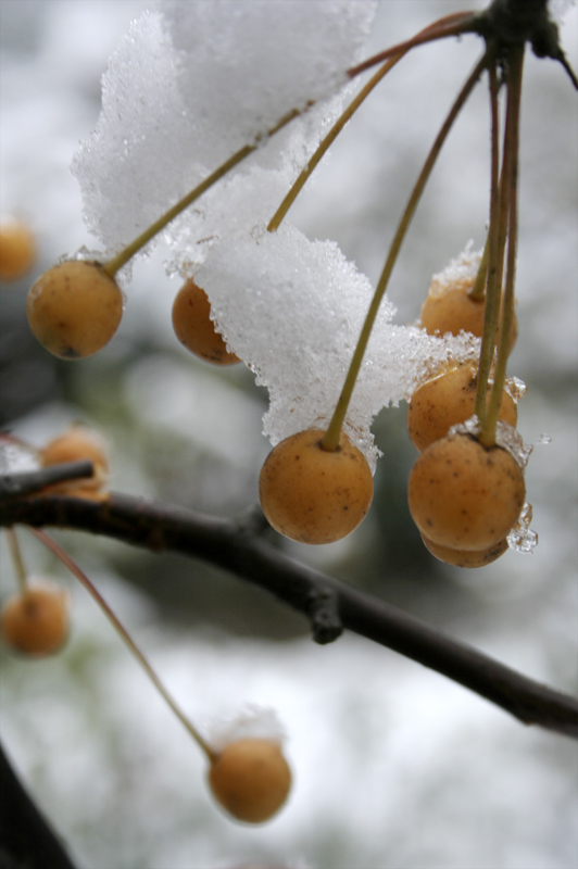 雪韵