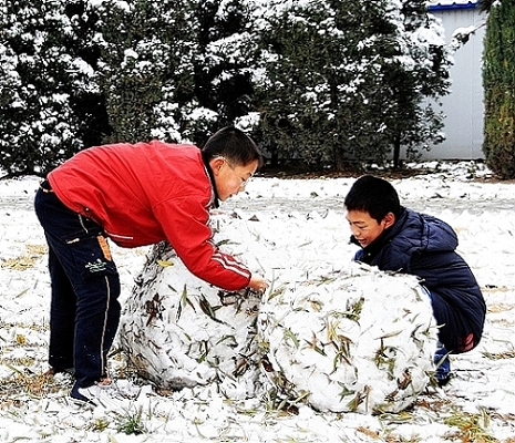 雪乐