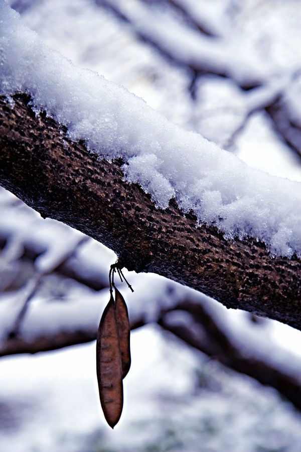 雪中花
