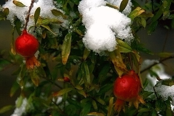 雪后随拍