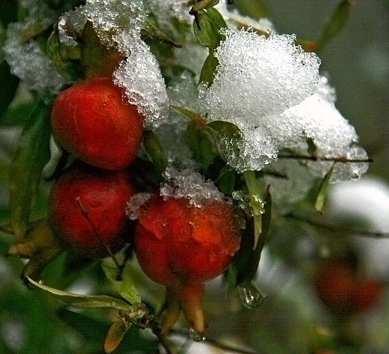 雪后随拍