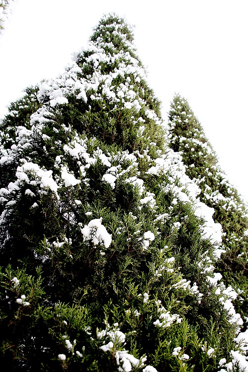 雪后随拍