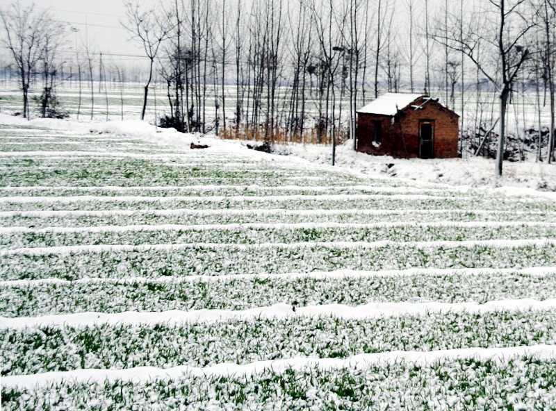 雪后随拍