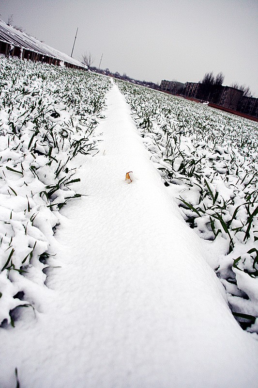 雪后随拍