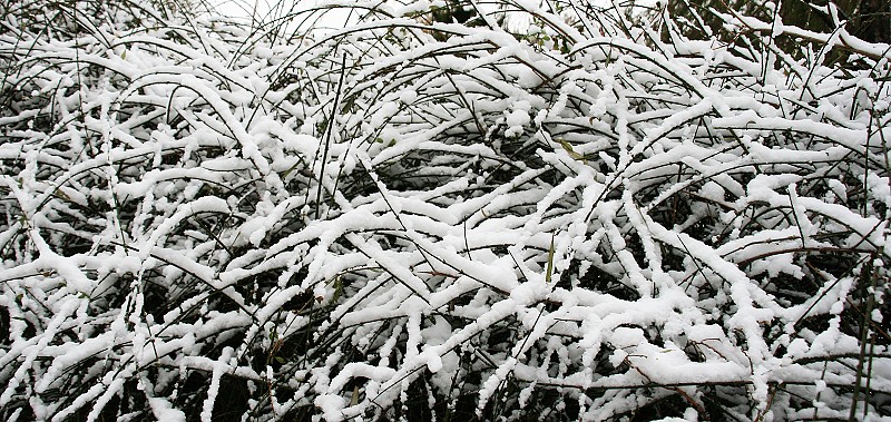 雪后随拍