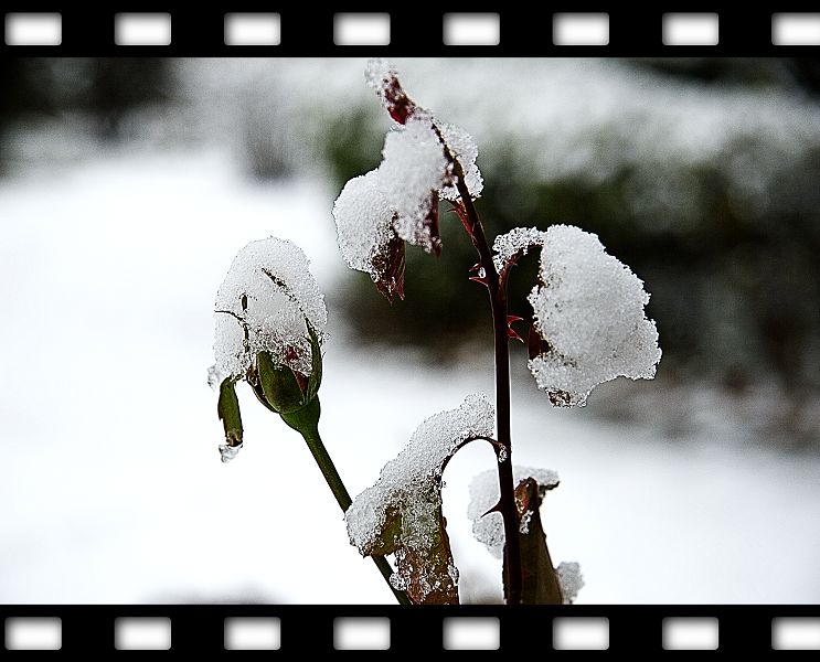 雪中花