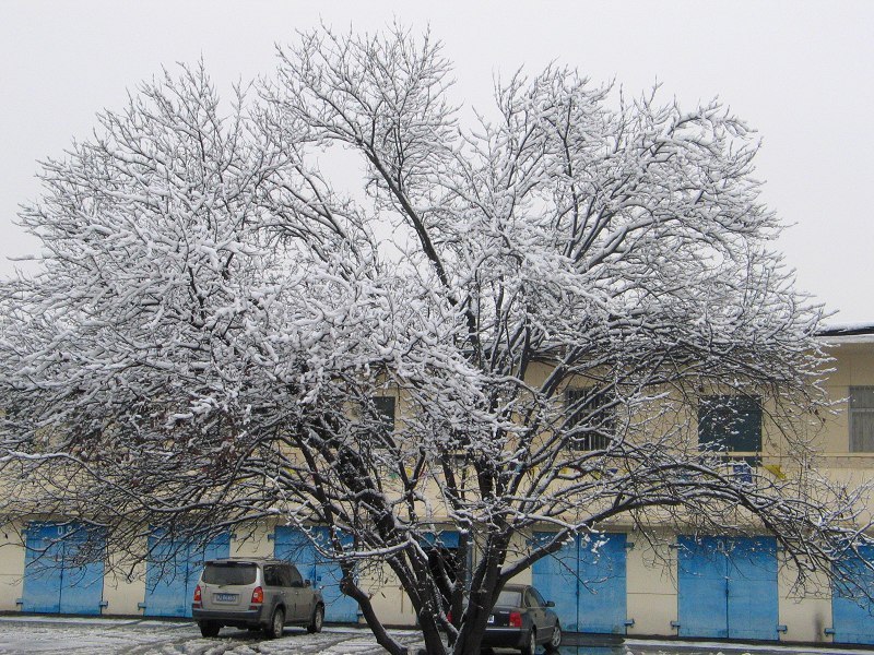初雪
