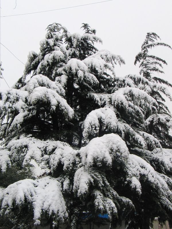 初雪