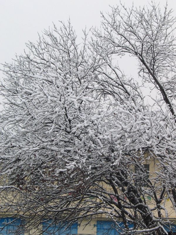 初雪