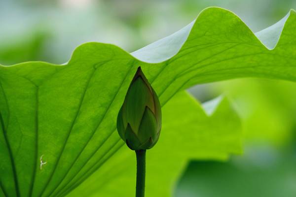 濮上园赏荷