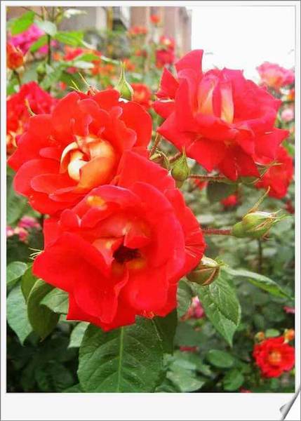花团锦簇～～习作花卉一组！