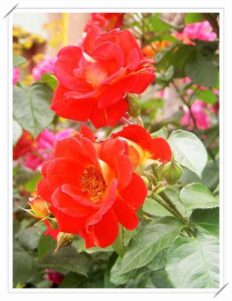 花团锦簇～～习作花卉一组！
