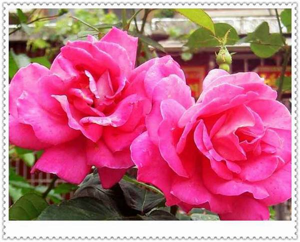 花团锦簇～～习作花卉一组！