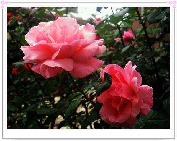 花团锦簇～～习作花卉一组！