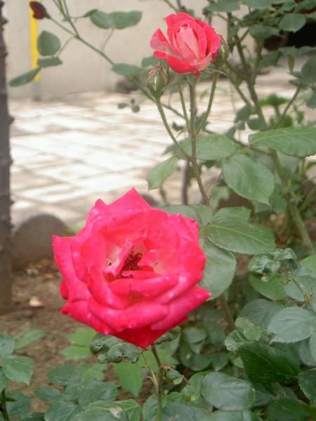 花团锦簇～～习作花卉一组！