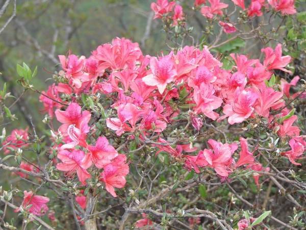 杜鹃花开