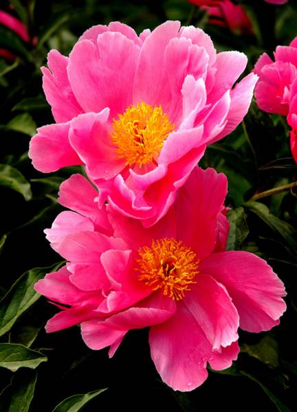 上组花卉