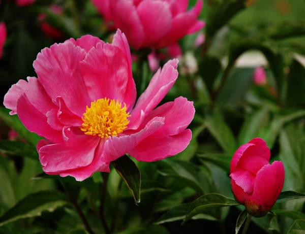 上组花卉