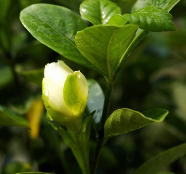 家里的栀子花开了