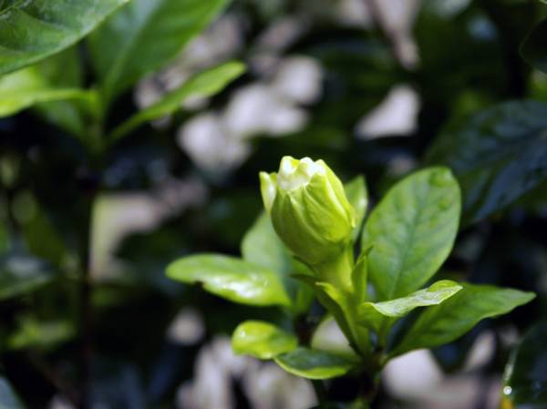 家里的栀子花开了