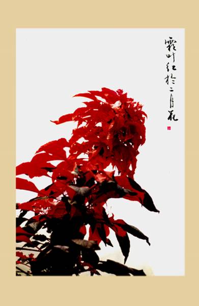 霜叶红於二月花