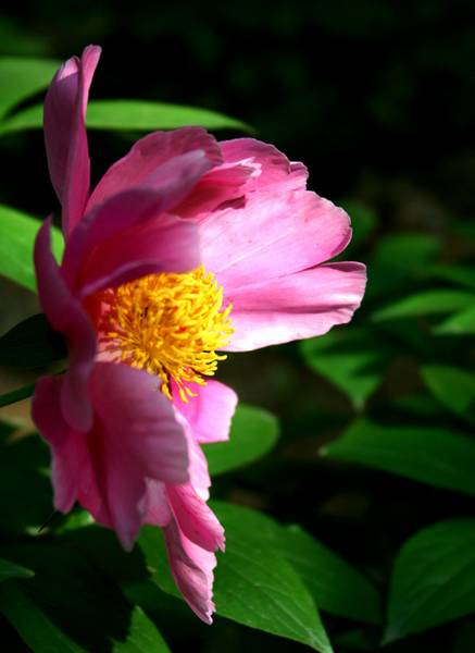 花卉系列