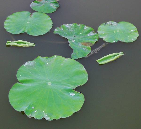 荷