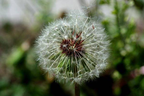 老骏马在新疆之(五)拈花惹草