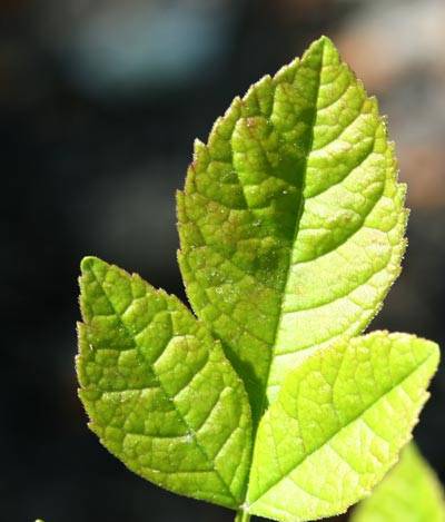 老骏马在新疆之(五)拈花惹草