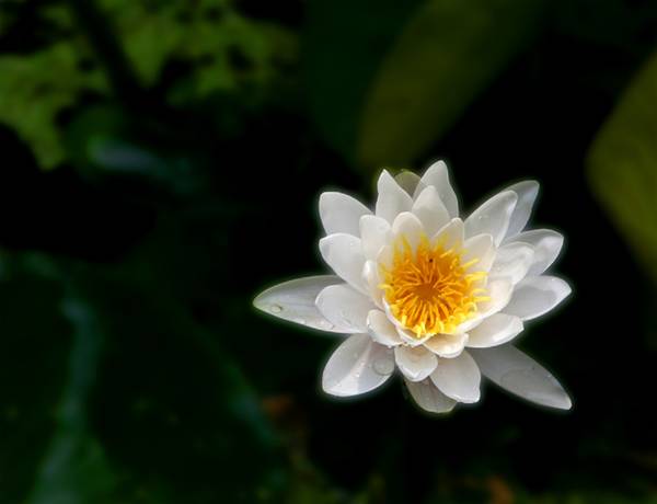 [原创]睡   莲