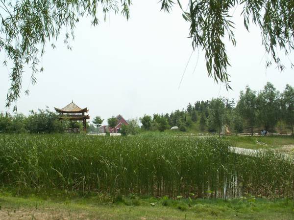 濮上园里看风景