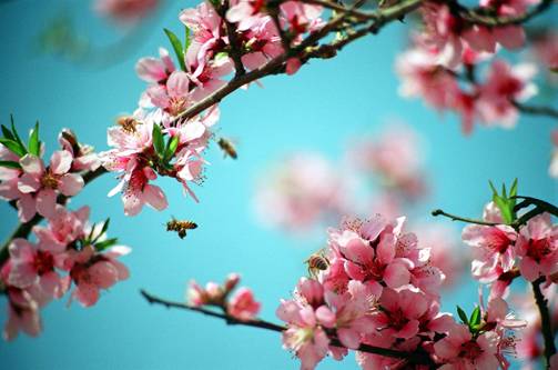 扬子江  桃花枝头春意闹