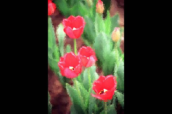 扬子江  桃花枝头春意闹