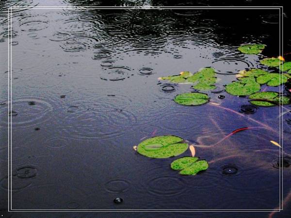 【原创】雨 中 曲 ～～～（小品！）
