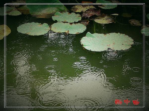 【原创】雨 中 曲 ～～～（小品！）