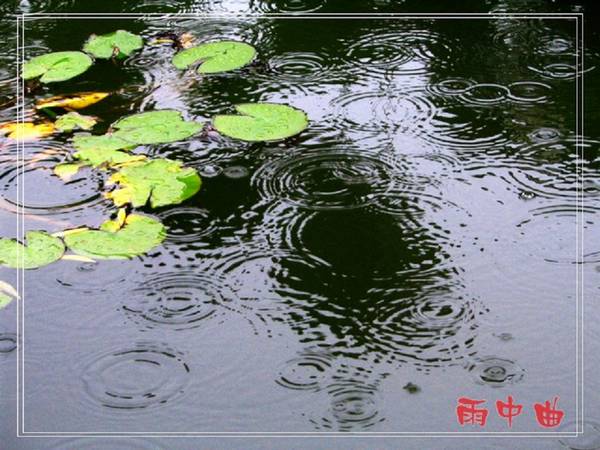 【原创】雨 中 曲 ～～～（小品！）