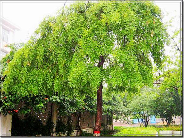 雨后