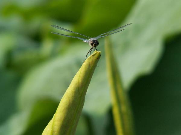 蜻蜓上荷
