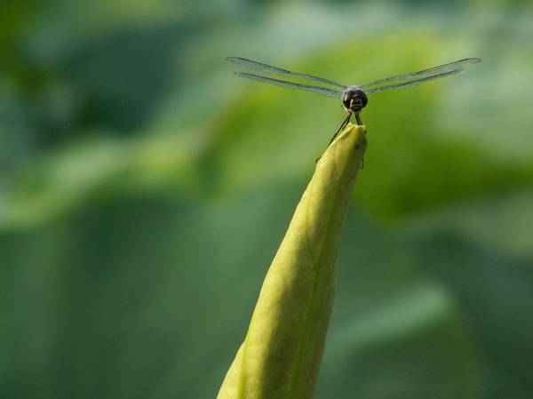 蜻蜓上荷