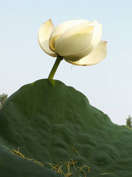 蜻蜓上荷