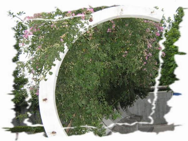 晨