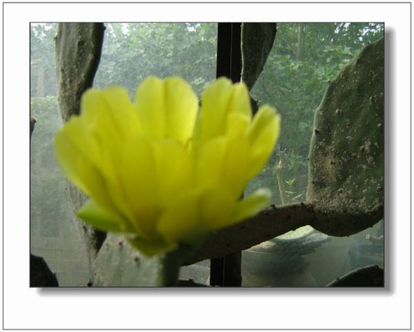 十六岁的仙人掌再度花开