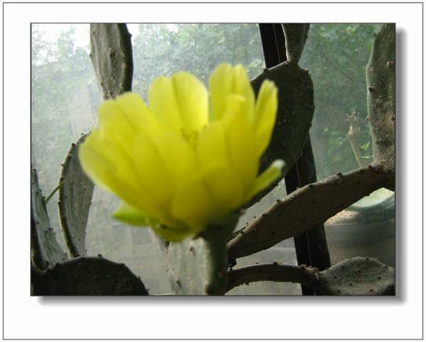 十六岁的仙人掌再度花开