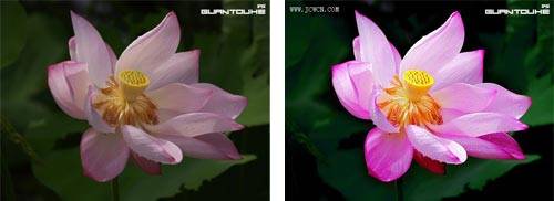 Photoshop让花朵更明艳通透