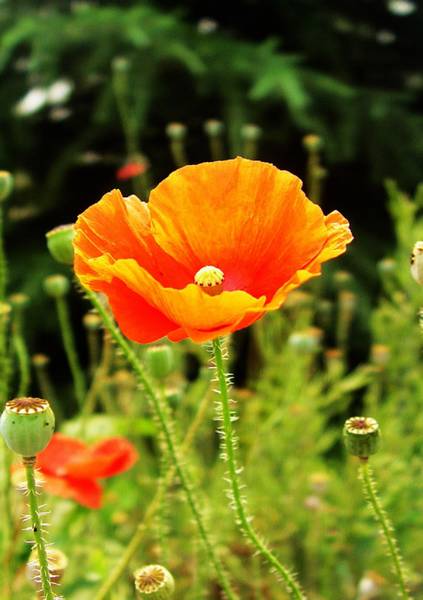 小花