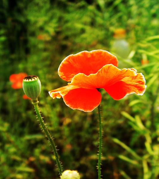 小花
